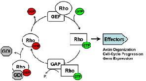 Figure showing the regulatory cycle for Rho-family GTPases